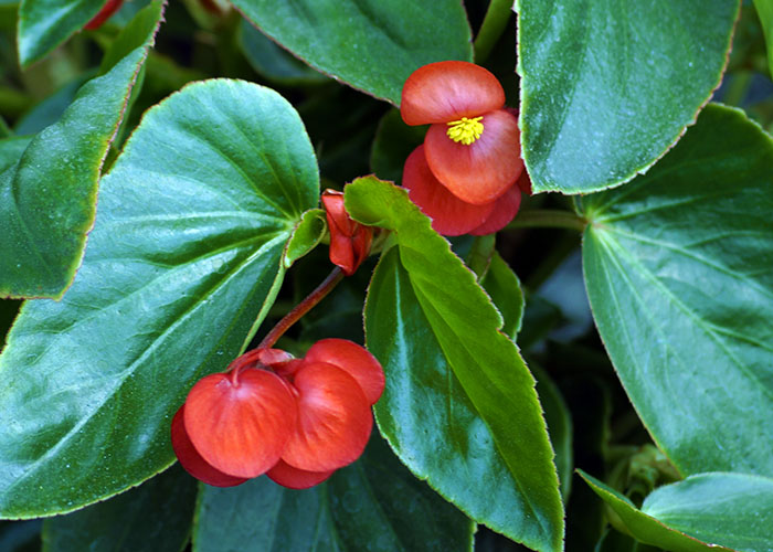 Begonia Semperflorens | Vivero Floresa | Plantas Ornamentales de Invernadero