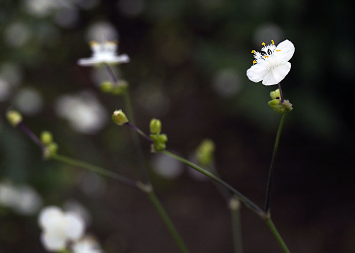 Velo de Novia | Gypsophila Paniculata | Plantas Ornamentales de Invernadero