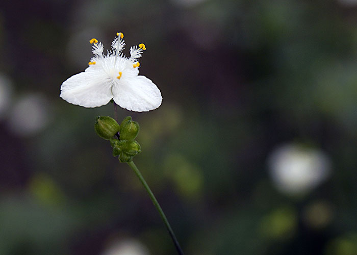 Velo de Novia | Gypsophila Paniculata | Plantas Ornamentales de Invernadero