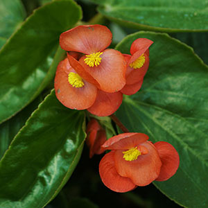 Begonia Semperflorens | Vivero Floresa | Plantas Ornamentales de Invernadero