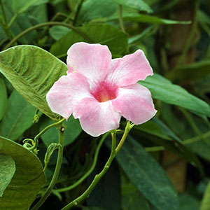 Mandivia | Vivero Floresa | Plantas Ornamentales de Invernadero
